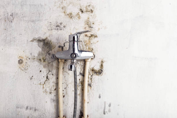 Best Professional Mold Removal  in Morgantown, IN