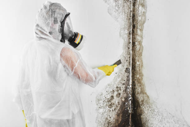 Best Certified Mold Removal  in Morgantown, IN
