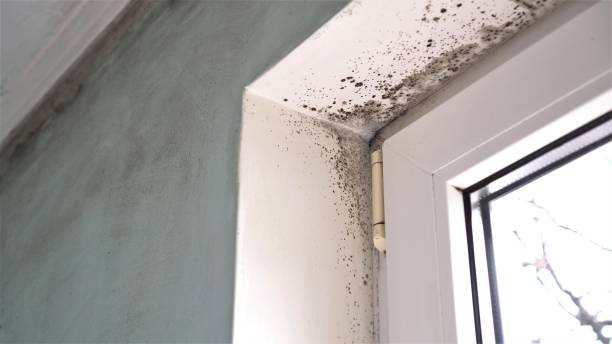 Certified Mold Removal in Morgantown, IN