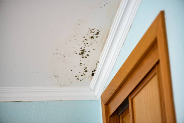 Best Same-Day Mold Removal  in Morgantown, IN