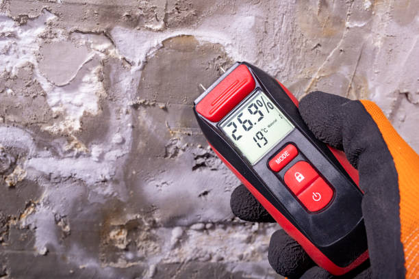 Best Black Mold Removal  in Morgantown, IN