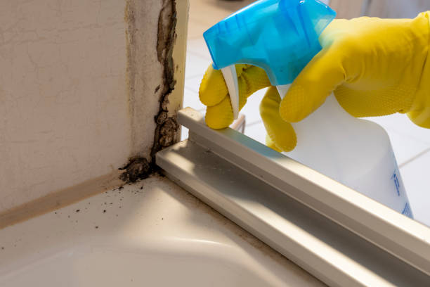 Best Fast Mold Removal  in Morgantown, IN