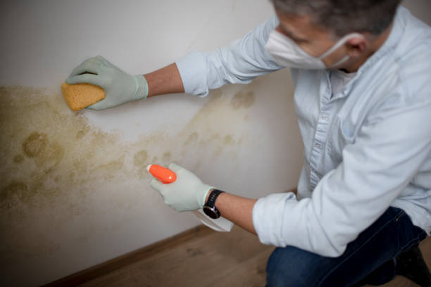 Best Best Mold Removal Companies  in Morgantown, IN