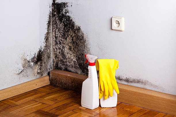 Best Mold Testing  in Morgantown, IN