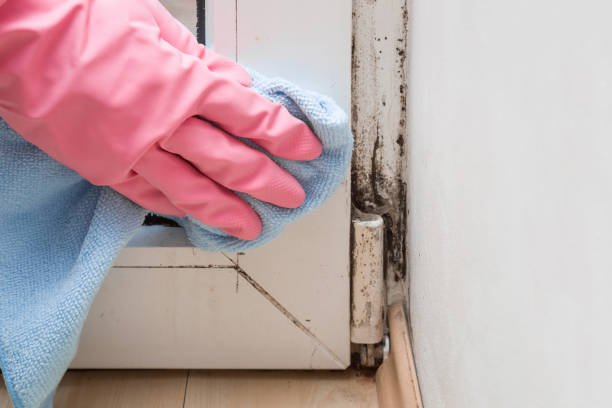 Best Fast Mold Removal  in Morgantown, IN