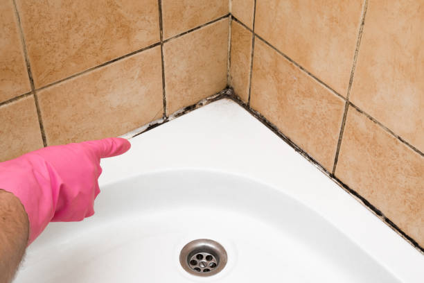 Professional Mold Removal in Morgantown, IN